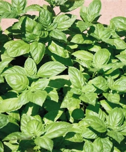 1000 Italian Large Leaf Basil Seeds - Ocimum Basilicum Herb - Image 3
