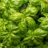 1000 Italian Large Leaf Basil Seeds - Ocimum Basilicum Herb - Image 1