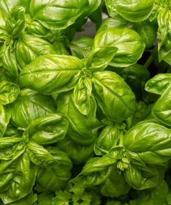 1000 Italian Large Leaf Basil Seeds - Ocimum Basilicum Herb - Image 1