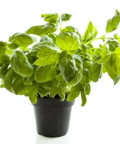 1000 Italian Large Leaf Basil Seeds - Ocimum Basilicum Herb - Image 4