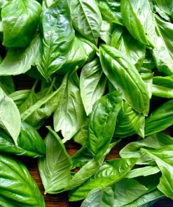 1000 Italian Large Leaf Basil Seeds - Ocimum Basilicum Herb - Image 5