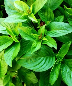 1000 Licorice Basil Seeds - Ocimum Basilicum Herb Flower Seeds for Garden - Image 2