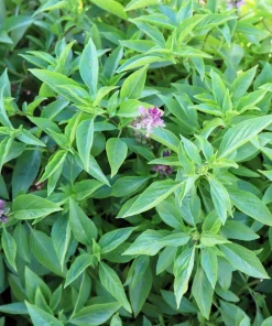 1000 Licorice Basil Seeds - Ocimum Basilicum Herb Flower Seeds for Garden - Image 3