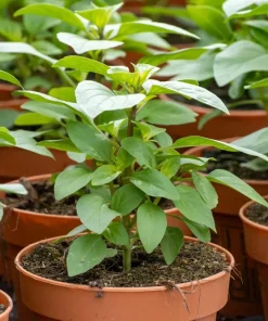 1000 Licorice Basil Seeds - Ocimum Basilicum Herb Flower Seeds for Garden - Image 4