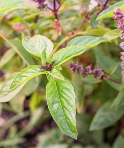 1000 Licorice Basil Seeds - Ocimum Basilicum Herb Flower Seeds for Garden - Image 5