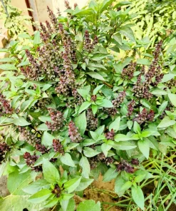 1000 Licorice Basil Seeds - Ocimum Basilicum Herb Flower Seeds for Garden - Image 6
