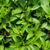 1000 Licorice Basil Seeds - Ocimum Basilicum Herb Flower Seeds for Garden - Image 1
