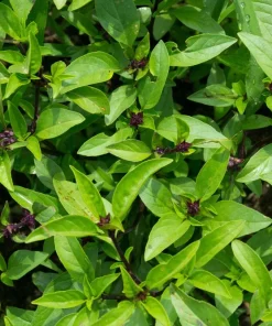 1000 Licorice Basil Seeds - Ocimum Basilicum Herb Flower Seeds for Garden - Image 1