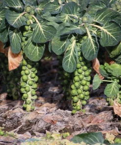 1000 Long Island Improved Brussel Sprouts Seeds - Brassica Oleracea - Image 2