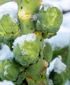 1000 Long Island Improved Brussel Sprouts Seeds - Brassica Oleracea - Image 3