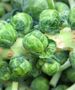 1000 Long Island Improved Brussel Sprouts Seeds - Brassica Oleracea - Image 4