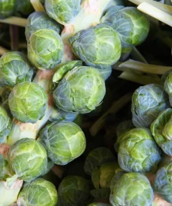 1000 Long Island Improved Brussel Sprouts Seeds - Brassica Oleracea - Image 5