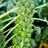1000 Long Island Improved Brussel Sprouts Seeds - Brassica Oleracea - Image 1