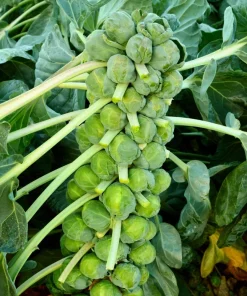 1000 Long Island Improved Brussel Sprouts Seeds - Brassica Oleracea - Image 1