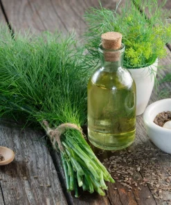 1000 Long Island Mammoth Dill Seeds - Anethum Graveolens Herb Flower Seeds for Garden - Image 2