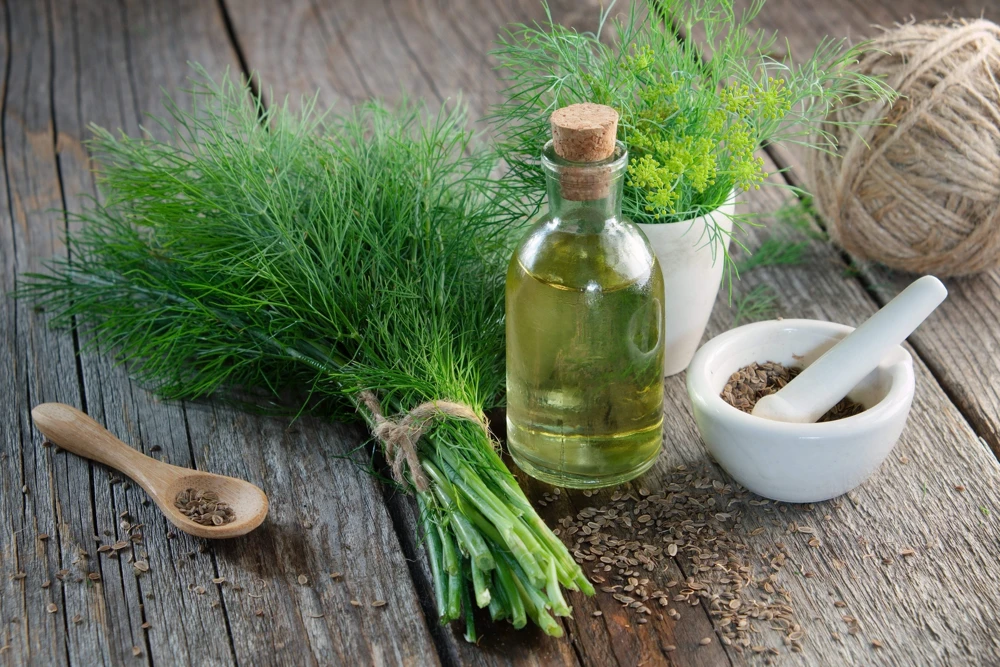1000 Long Island Mammoth Dill Seeds - Anethum Graveolens Herb Flower Seeds for Garden - Image 2