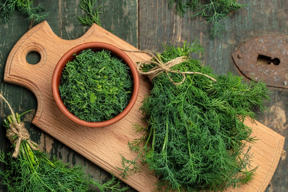 1000 Long Island Mammoth Dill Seeds - Anethum Graveolens Herb Flower Seeds for Garden - Image 3