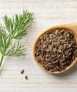 1000 Long Island Mammoth Dill Seeds - Anethum Graveolens Herb Flower Seeds for Garden - Image 4