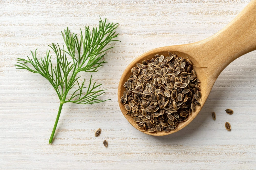 1000 Long Island Mammoth Dill Seeds - Anethum Graveolens Herb Flower Seeds for Garden - Image 4