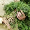 1000 Long Island Mammoth Dill Seeds - Anethum Graveolens Herb Flower Seeds for Garden - Image 1