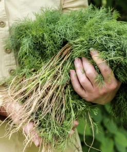 1000 Long Island Mammoth Dill Seeds - Anethum Graveolens Herb Flower Seeds for Garden - Image 1