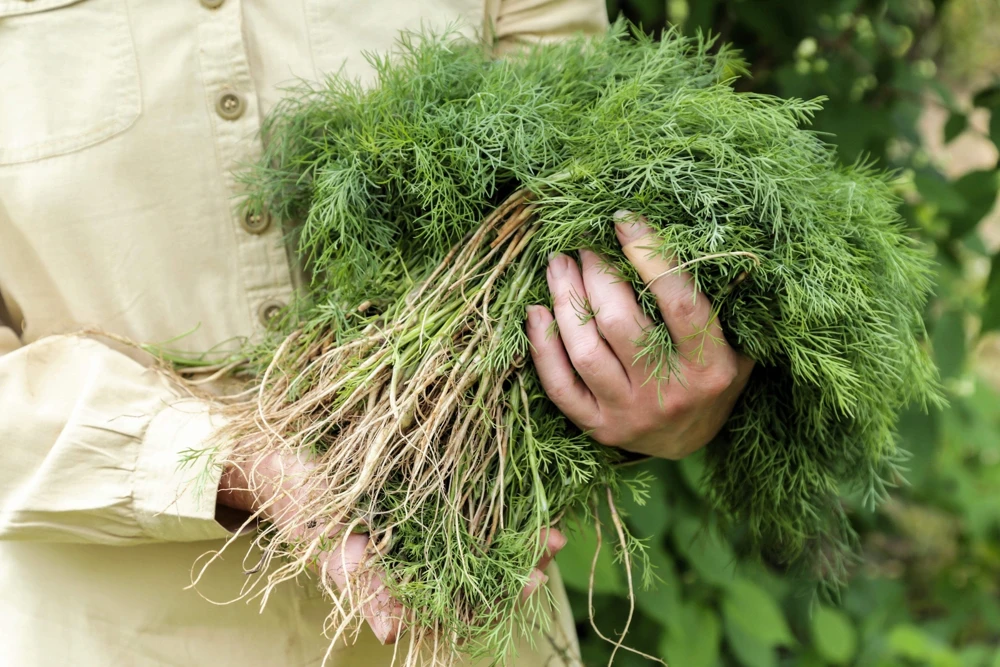 1000 Long Island Mammoth Dill Seeds - Anethum Graveolens Herb Flower Seeds for Garden - Image 1