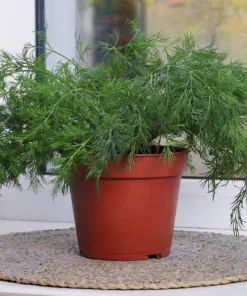 1000 Long Island Mammoth Dill Seeds - Anethum Graveolens Herb Flower Seeds for Garden - Image 5