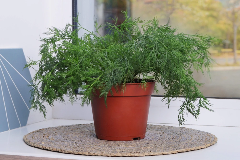 1000 Long Island Mammoth Dill Seeds - Anethum Graveolens Herb Flower Seeds for Garden - Image 5