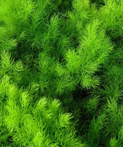 1000 Long Island Mammoth Dill Seeds - Anethum Graveolens Herb Flower Seeds for Garden - Image 6