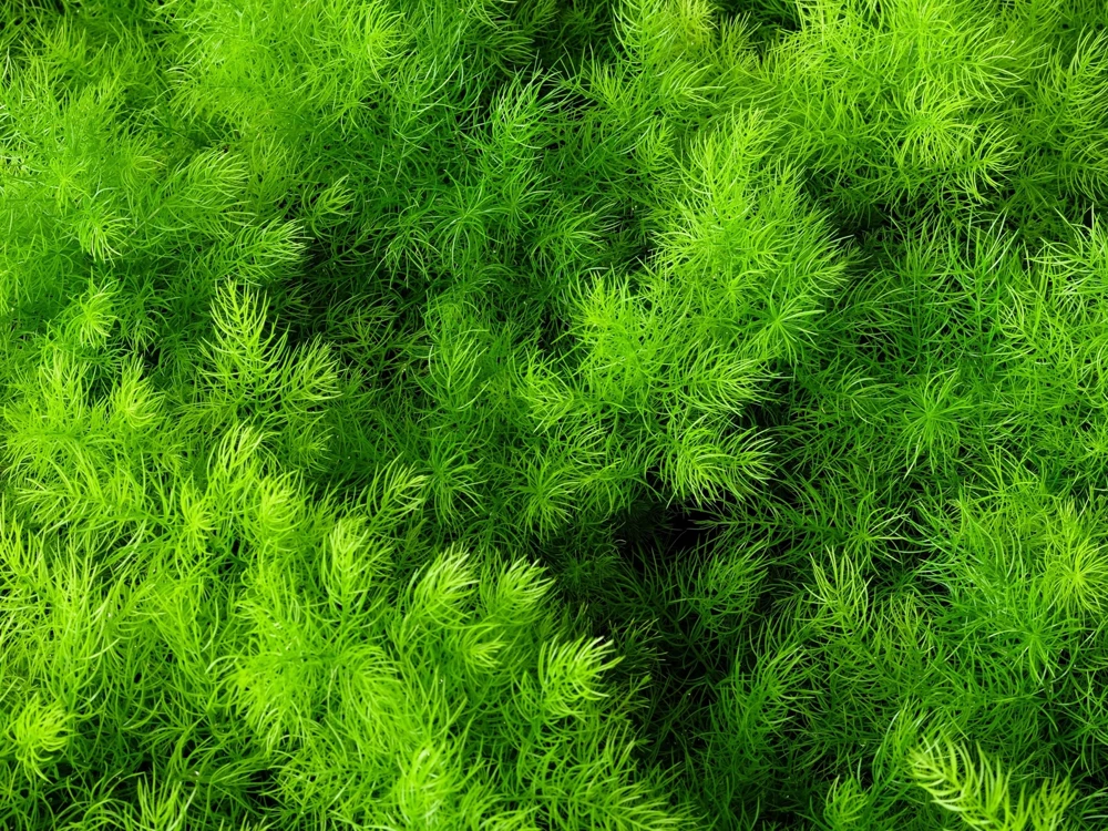 1000 Long Island Mammoth Dill Seeds - Anethum Graveolens Herb Flower Seeds for Garden - Image 6