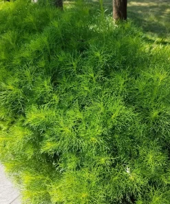 1000 Long Island Mammoth Dill Seeds - Anethum Graveolens Herb Flower Seeds for Garden - Image 7