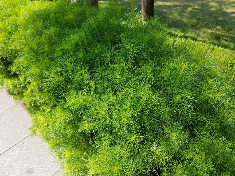 1000 Long Island Mammoth Dill Seeds - Anethum Graveolens Herb Flower Seeds for Garden - Image 7