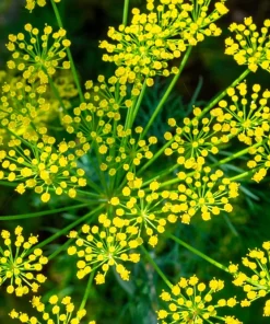 1000 Long Island Mammoth Dill Seeds - Anethum Graveolens Herb Flower Seeds for Garden - Image 8