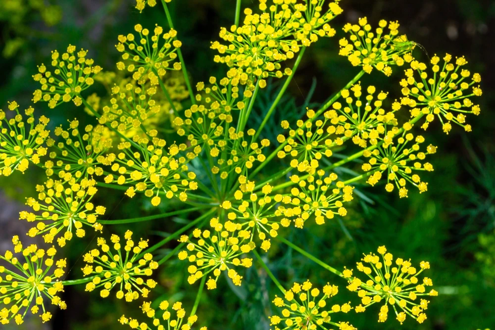 1000 Long Island Mammoth Dill Seeds - Anethum Graveolens Herb Flower Seeds for Garden - Image 8
