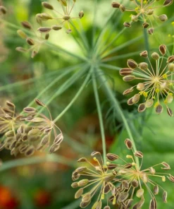 1000 Long Island Mammoth Dill Seeds - Anethum Graveolens Herb Flower Seeds for Garden - Image 9