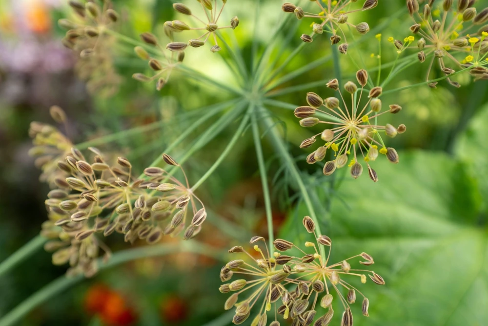1000 Long Island Mammoth Dill Seeds - Anethum Graveolens Herb Flower Seeds for Garden - Image 9