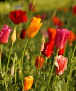 1000 Mixed Colors California Poppy Flower Seeds - Eschscholzia Californica - Image 10