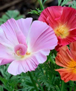 1000 Mixed Colors California Poppy Flower Seeds - Eschscholzia Californica - Image 13
