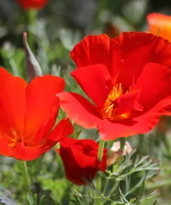 1000 Mixed Colors California Poppy Flower Seeds - Eschscholzia Californica - Image 18