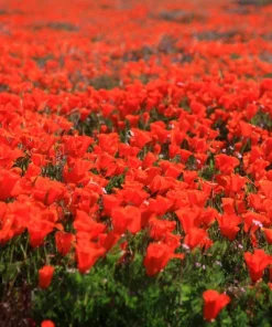 1000 Mixed Colors California Poppy Flower Seeds - Eschscholzia Californica - Image 20