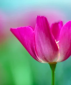 1000 Mixed Colors California Poppy Flower Seeds - Eschscholzia Californica - Image 21
