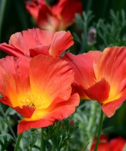 1000 Mixed Colors California Poppy Flower Seeds - Eschscholzia Californica - Image 22