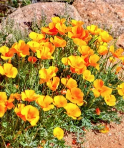 1000 Mixed Colors California Poppy Flower Seeds - Eschscholzia Californica - Image 23
