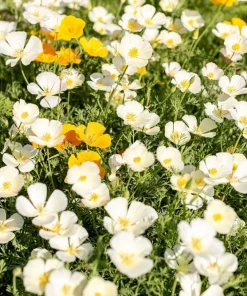 1000 Mixed Colors California Poppy Flower Seeds - Eschscholzia Californica - Image 24
