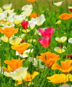1000 Mixed Colors California Poppy Flower Seeds - Eschscholzia Californica - Image 4