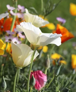 1000 Mixed Colors California Poppy Flower Seeds - Eschscholzia Californica - Image 5