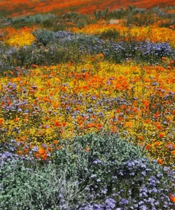 1000 Mixed Colors California Poppy Flower Seeds - Eschscholzia Californica - Image 9