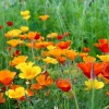 1000 Mixed Colors California Poppy Flower Seeds - Eschscholzia Californica - Image 1