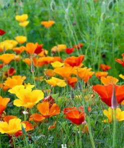 1000 Mixed Colors California Poppy Flower Seeds - Eschscholzia Californica - Image 1