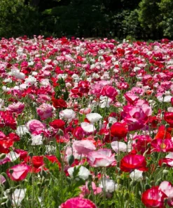1000 Mixed Colors Double Shirley Poppy Papaver Rhoeas Flower Seeds - Image 10